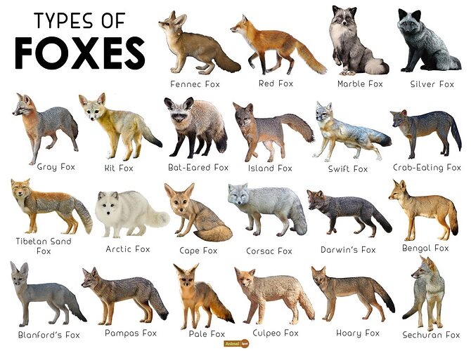 Types-of-Foxes